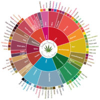 Cannabis Flavor Wheel