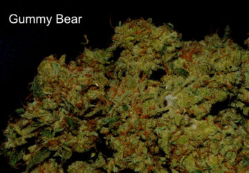 Gummy Bear