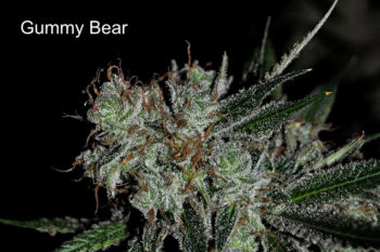 gummy bear cannabis flower