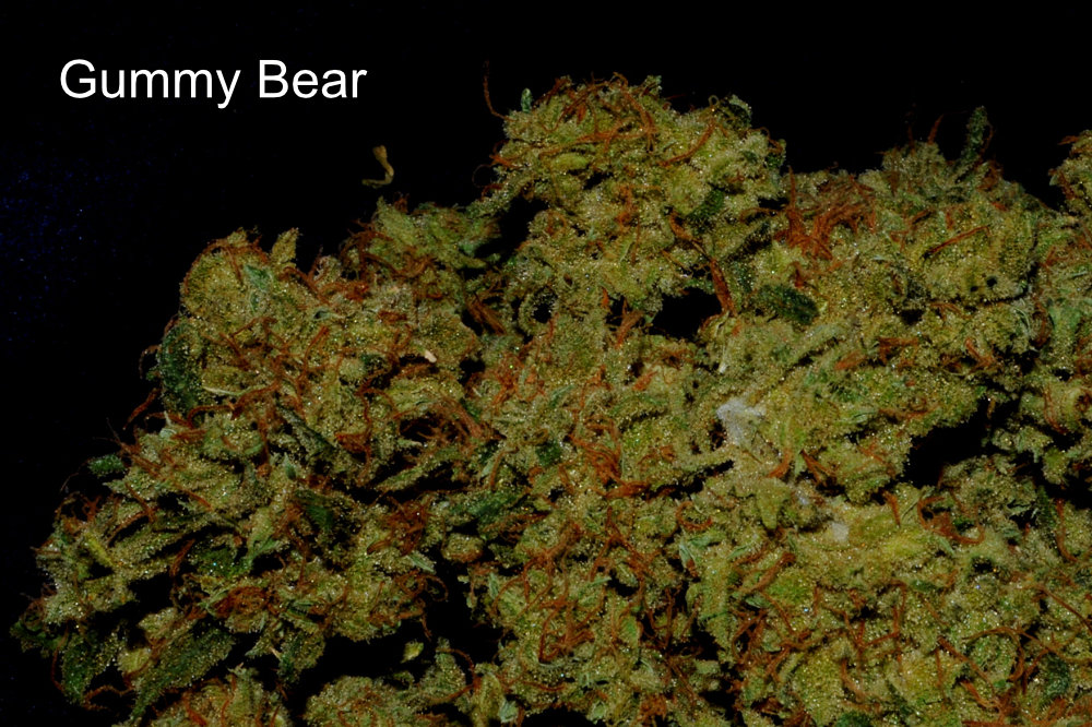 Gummy Bear Cannabix